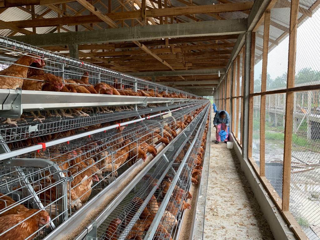 Tatcha Farms Ltd Gallery Image