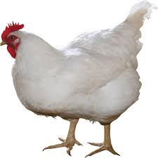 Chicken 2
